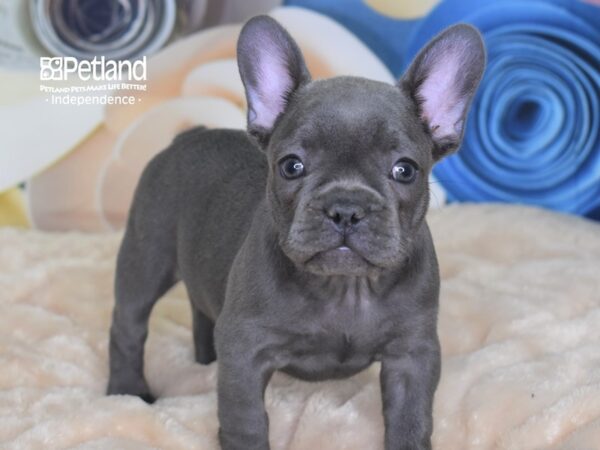 French Bulldog-DOG-Female-Blue-2688-Petland Lee's Summit, MO