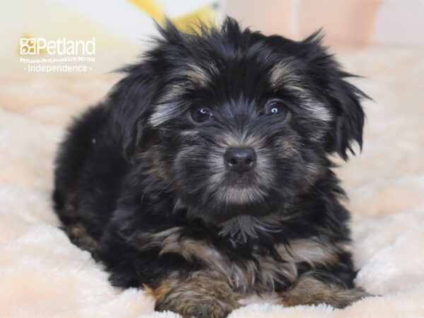Yorkshire Terrier-DOG-Male-Black & Tan-2677-Petland Lee's Summit, MO