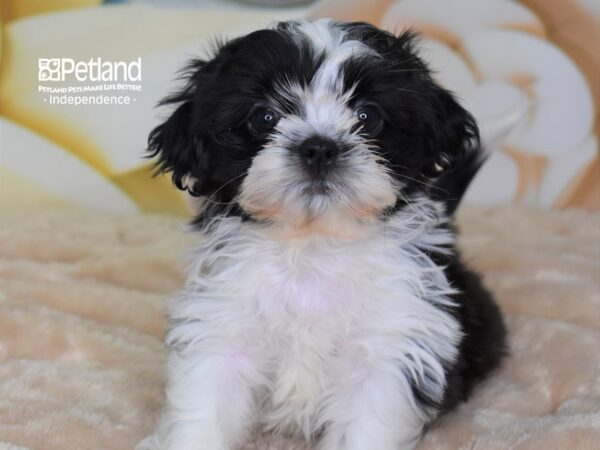 Shih Tzu-DOG-Male-Black & White-2666-Petland Lee's Summit, MO