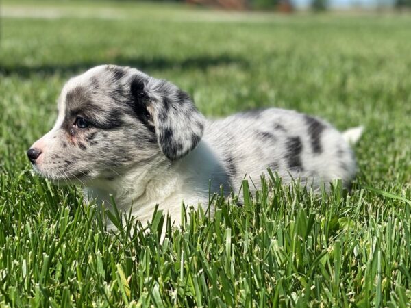 Cardigan Welsh Corgi-DOG-Male-Blue Merle White Markings Tan Points-2691-Petland Lee's Summit, MO