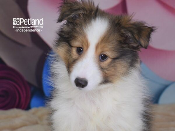 Shetland Sheepdog-DOG-Male-Sable and White-2704-Petland Lee's Summit, MO
