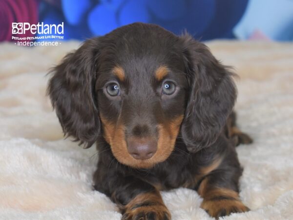 Dachshund-DOG-Male-Chocolate and Tan-2703-Petland Lee's Summit, MO