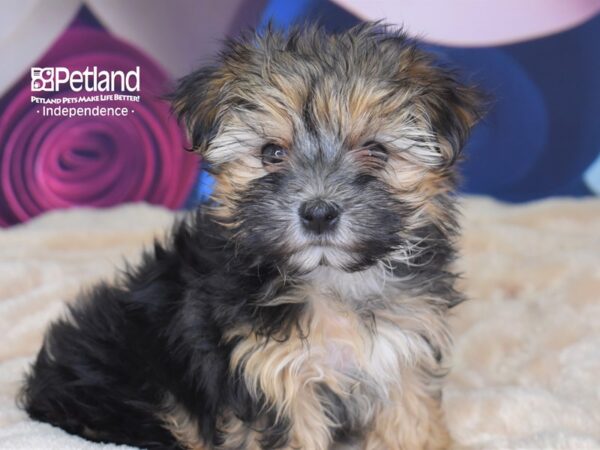 Morkie-DOG-Female-Black and Tan-2702-Petland Lee's Summit, MO