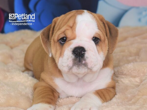 English Bulldog-DOG-Female-Red & White-2697-Petland Lee's Summit, MO