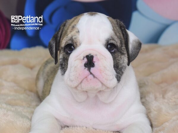 English Bulldog-DOG-Male-Brindle & White-2696-Petland Lee's Summit, MO