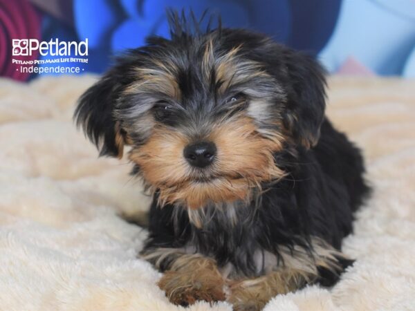 Yorkshire Terrier-DOG-Female-Black & Gold-2695-Petland Lee's Summit, MO