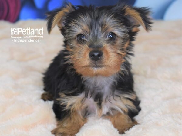Yorkshire Terrier-DOG-Male-Black & Gold-2694-Petland Lee's Summit, MO