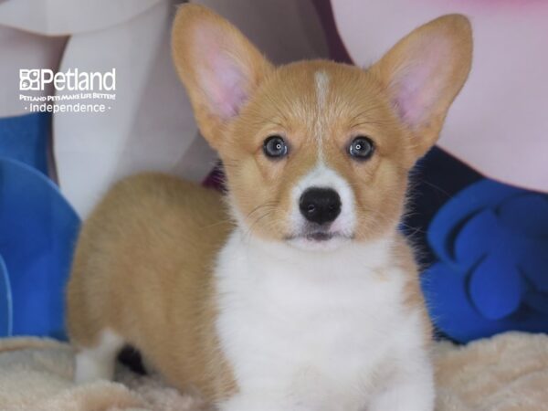 Pembroke Welsh Corgi-DOG-Female-Red & White-2705-Petland Lee's Summit, MO