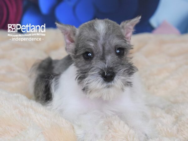 Miniature Schnauzer-DOG-Male-Salt & Pepper Parti-2700-Petland Lee's Summit, MO