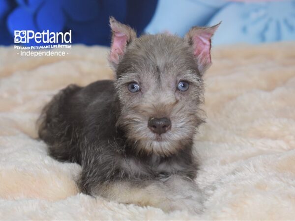 Miniature Schnauzer-DOG-Male-Salt & Pepper Parti-2701-Petland Lee's Summit, MO