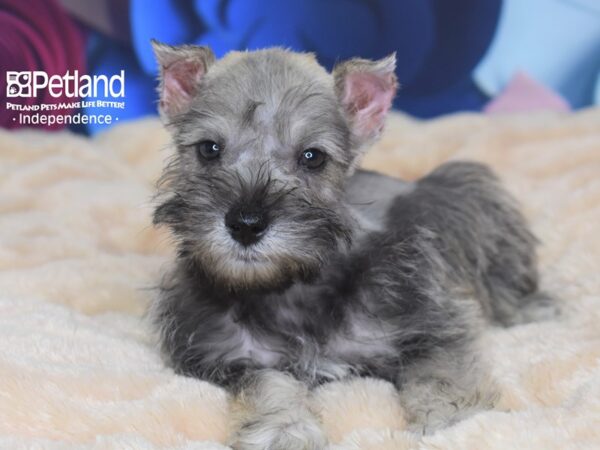 Miniature Schnauzer-DOG-Male-Liver-2699-Petland Lee's Summit, MO