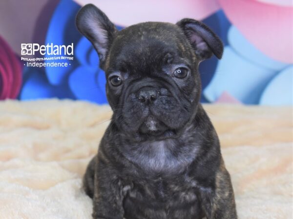 French Bulldog-DOG-Male-Red-2706-Petland Lee's Summit, MO
