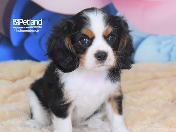 Cavalier King Charles Spaniel-DOG-Male-Black White & Tan-2709-Petland Lee's Summit, MO