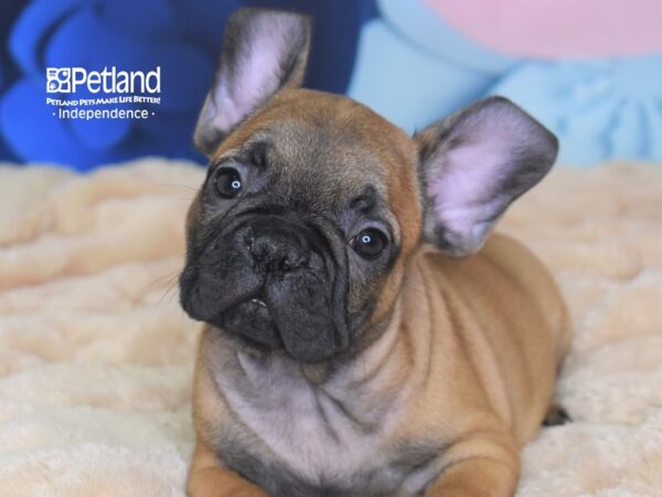 French Bulldog-DOG-Male-Brindle-2708-Petland Lee's Summit, MO