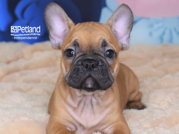 French Bulldog-DOG-Male-Red-2707-Petland Lee's Summit, MO