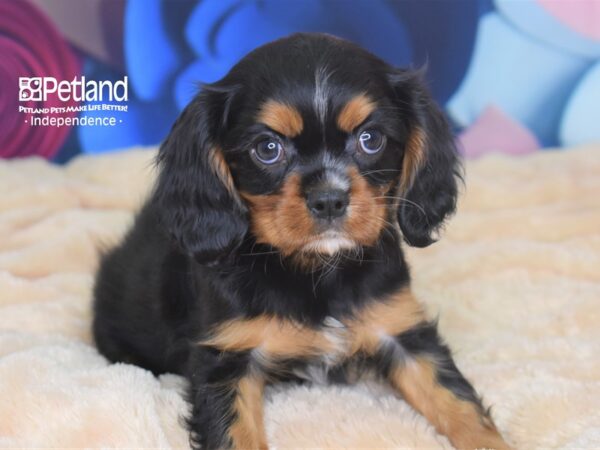 Cavalier King Charles Spaniel-DOG-Female-Black & Tan-2710-Petland Lee's Summit, MO