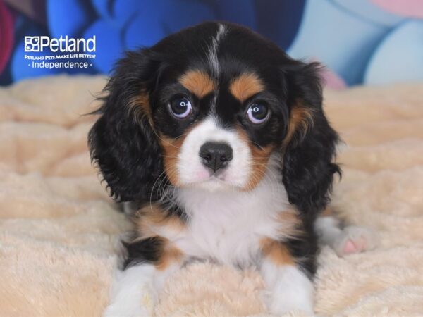 Cavalier King Charles Spaniel-DOG-Female-Black White & Tan-2711-Petland Lee's Summit, MO