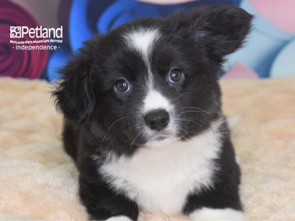 Cardigan Welsh Corgi-DOG-Female-Black White Markings-2693-Petland Lee's Summit, MO