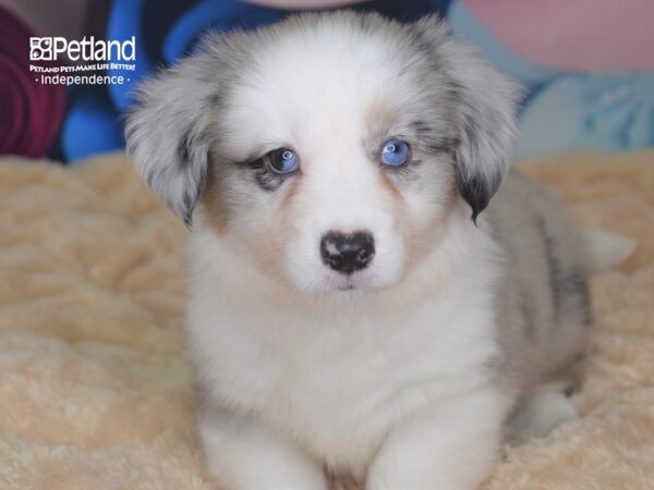 Cardigan Welsh Corgi-DOG-Female-Blue Merle White Markings Tan Points-2692-Petland Lee's Summit, MO
