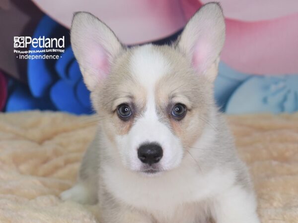 Pembroke Welsh Corgi-DOG-Female-Cream White Markings-2712-Petland Lee's Summit, MO