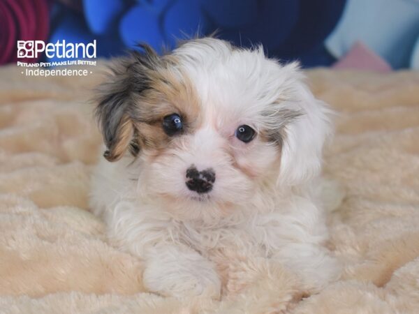 Yorkie Poo-DOG-Female-Blue Merle Parti-2724-Petland Lee's Summit, MO