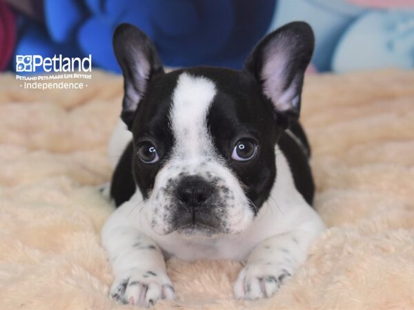 French Bulldog-DOG-Male-Black Piebald-2716-Petland Lee's Summit, MO
