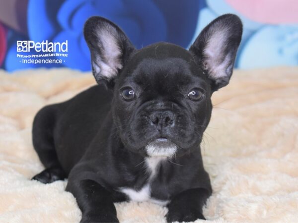 French Bulldog-DOG-Female-Black-2717-Petland Lee's Summit, MO