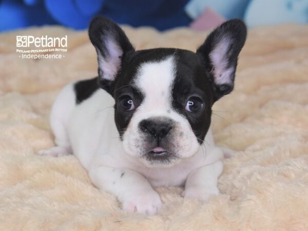 French Bulldog-DOG-Female-Black Piebald-2718-Petland Lee's Summit, MO