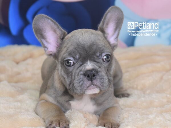 French Bulldog-DOG-Female-Blue Fawn-2720-Petland Lee's Summit, MO