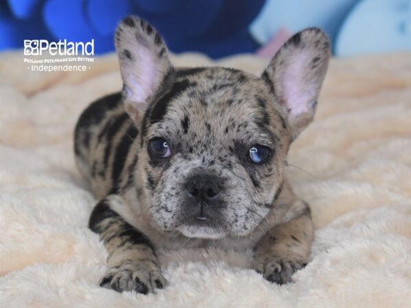 French Bulldog-DOG-Female-Chocolate Merle-2715-Petland Lee's Summit, MO