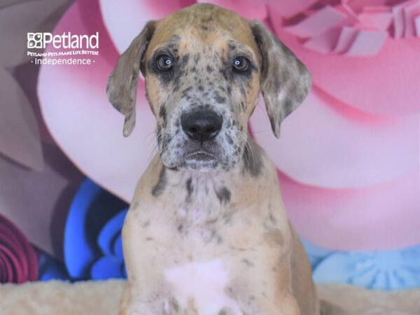 Great Dane-DOG-Male-Fawn Merle-2721-Petland Lee's Summit, MO