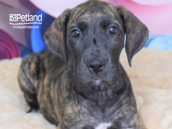Great Dane-DOG-Female-Brindle-2722-Petland Lee's Summit, MO