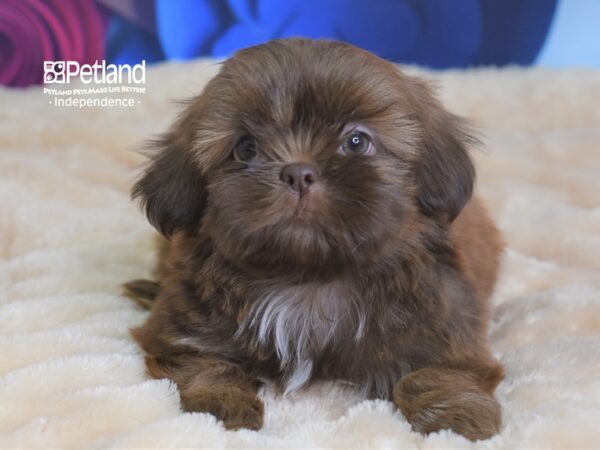 Shih Tzu-DOG-Male-Liver-2726-Petland Lee's Summit, MO