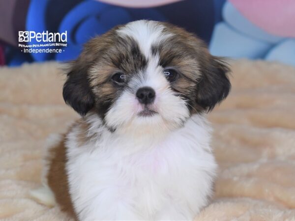 Shih Tzu-DOG-Male-Gold & White-2727-Petland Lee's Summit, MO