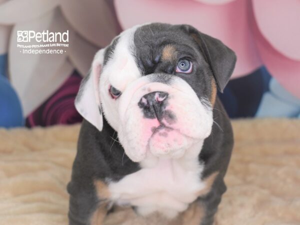 English Bulldog-DOG-Male-Blue Tan & White-2733-Petland Lee's Summit, MO
