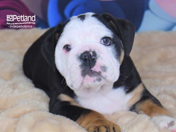 English Bulldog-DOG-Male-Black, Tan, & White-2734-Petland Lee's Summit, MO