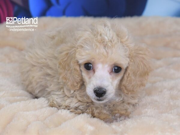 Toy Poodle-DOG-Female-Apricot-2740-Petland Lee's Summit, MO