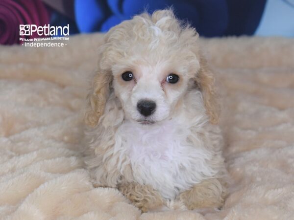 Toy Poodle-DOG-Female-Apricot-2741-Petland Lee's Summit, MO