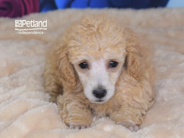 Toy Poodle-DOG-Female-Red-2742-Petland Lee's Summit, MO