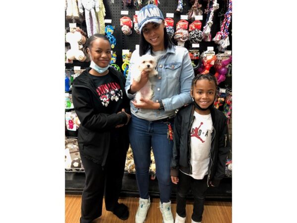 Maltese-DOG-Male-White-2736-Petland Lee's Summit, MO