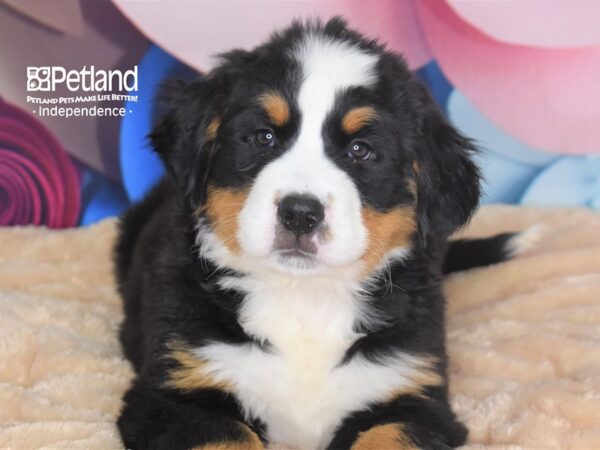 Bernese Mountain Dog-DOG-Male-Black and Rust-2732-Petland Lee's Summit, MO