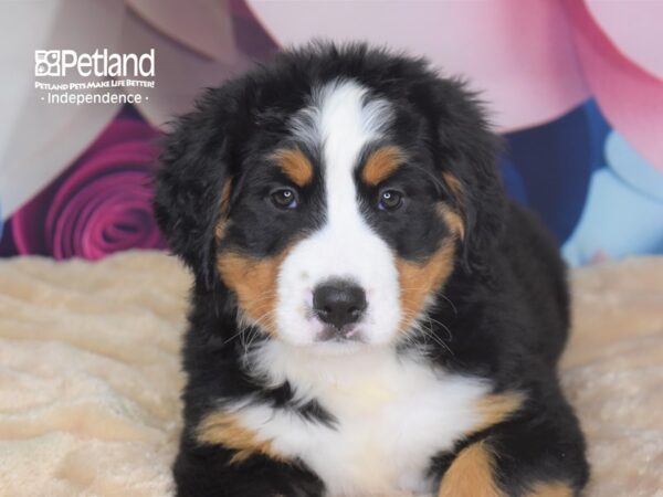 Bernese Mountain Dog-DOG-Female-Black and Rust-2731-Petland Lee's Summit, MO