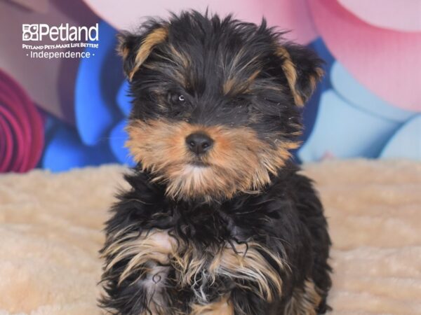 Yorkshire Terrier-DOG-Female-Black and Tan-2739-Petland Lee's Summit, MO