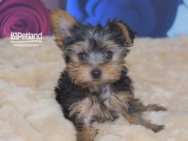Yorkshire Terrier-DOG-Male-Black and Tan-2737-Petland Lee's Summit, MO