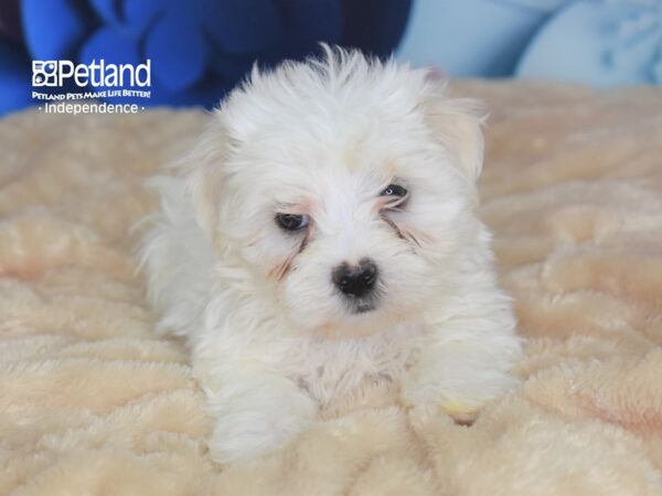Maltese-DOG-Male-White-2747-Petland Lee's Summit, MO