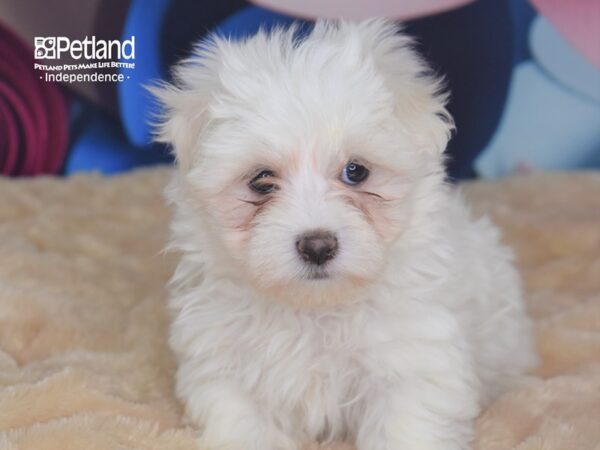 Maltese-DOG-Male-White-2746-Petland Lee's Summit, MO