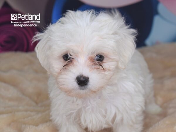 Maltese-DOG-Female-White-2735-Petland Lee's Summit, MO