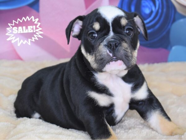 English Bulldog-DOG-Female-Black White & Tan-2672-Petland Lee's Summit, MO