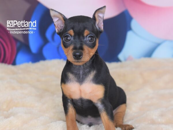 Miniature Pinscher-DOG-Male-Black & Rust-2749-Petland Lee's Summit, MO