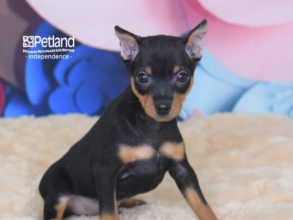 Miniature Pinscher-DOG-Male-Black & Rust-2748-Petland Lee's Summit, MO